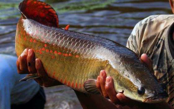 Ibama declara pirarucu espécie invasora e libera abate do peixe fora da Bacia Amazônica