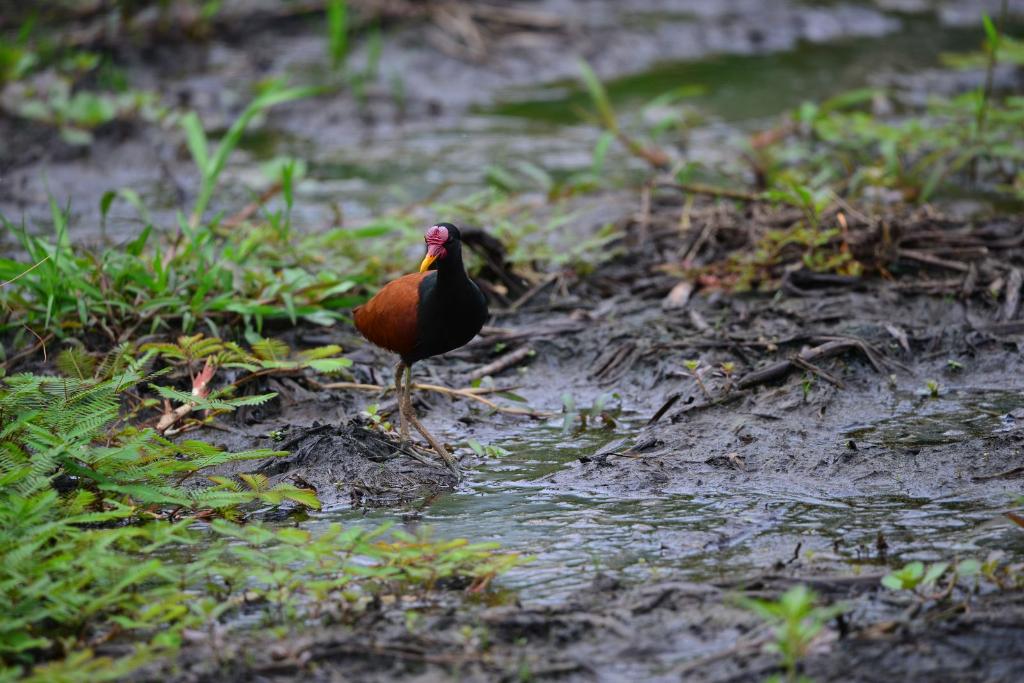 Parque Massairo Okamura recebe primeiro desafio de observação de aves neste domingo (08)