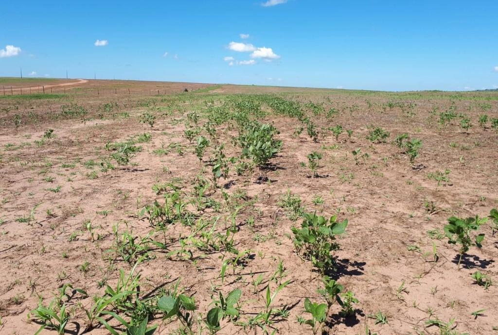 Período de vazio sanitário da soja começa neste domingo (8) em Mato Grosso