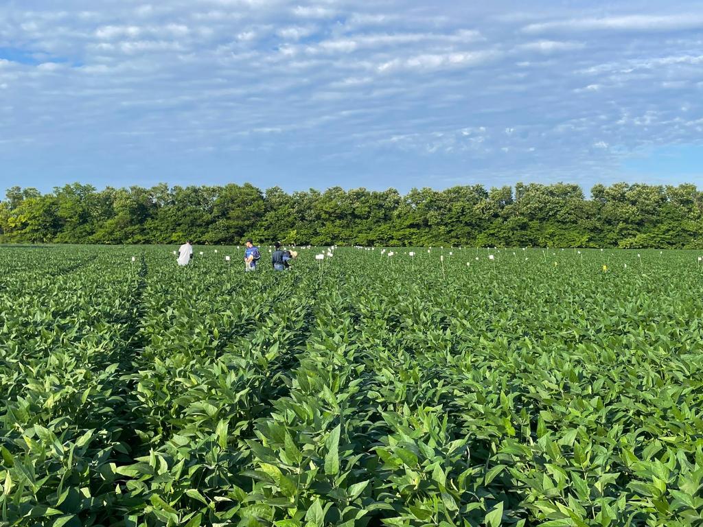 Pesquisa aponta efeitos promissores da aplicação de calcário e gesso na produtividade da soja em Mato Grosso