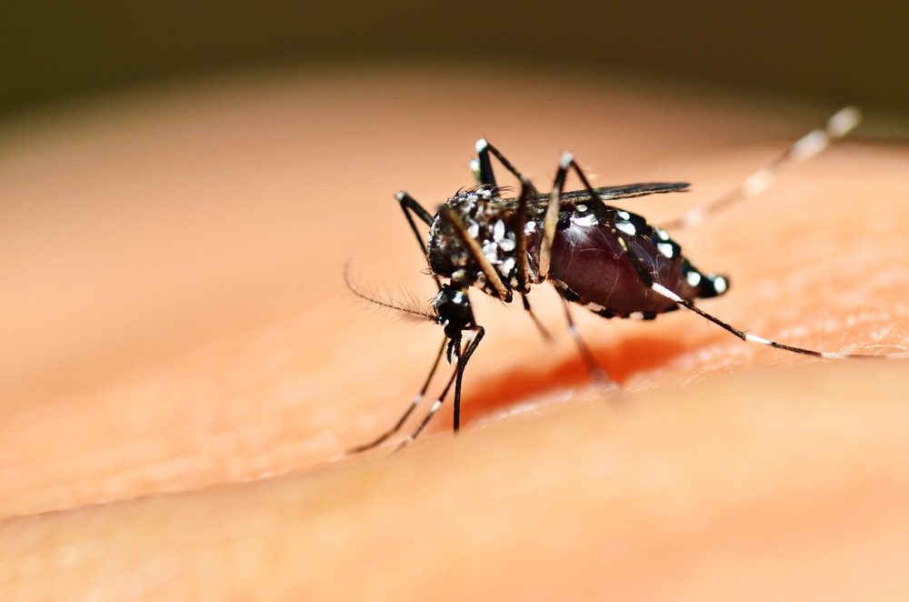 Prefeitura de Jaguaré vai promover ações para combater mosquito da dengue