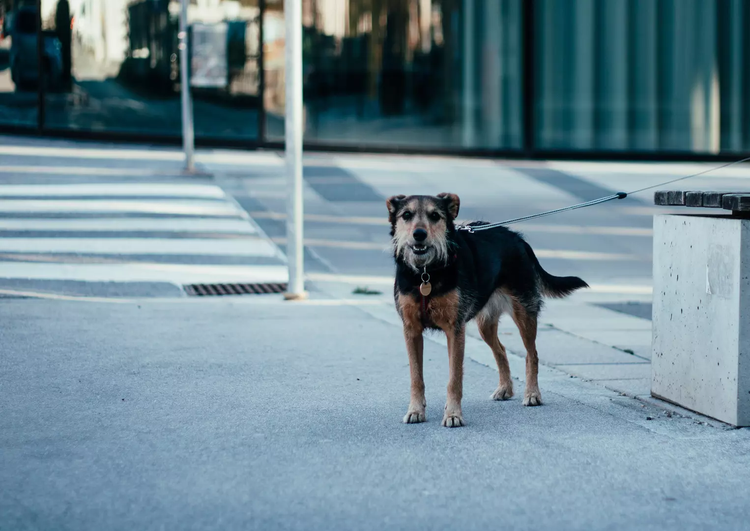 Violência contra os animais: o que mudou na lei e por que isso importa