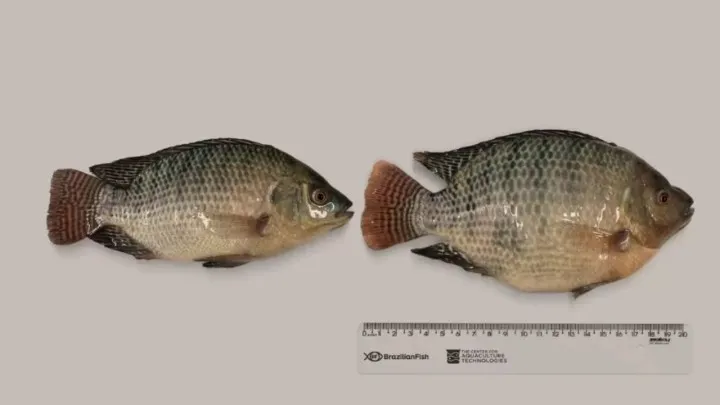 Super tilápia geneticamente editada promete maior rendimento de filé