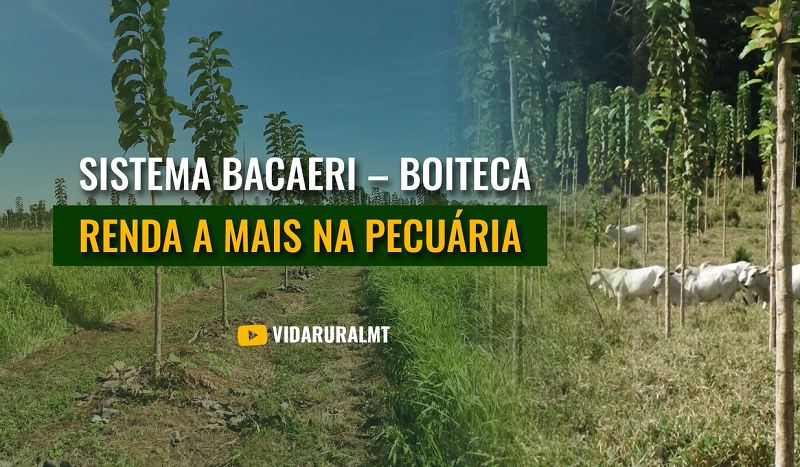 NOVA TÉCNICA QUE INTEGRA PECUÁRIA E CULTIVO DE TECA