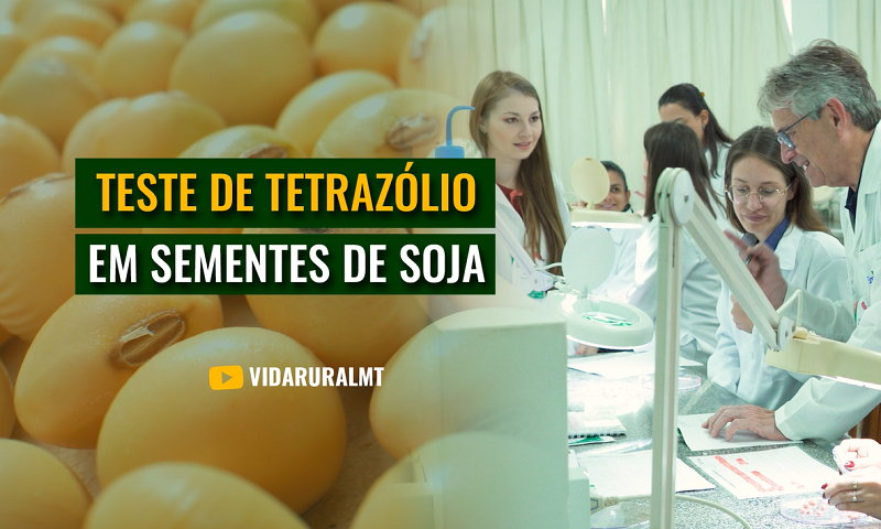 AVALIAÇÃO DO VIGOR E PATOLOGIA EM SEMENTES DE SOJA