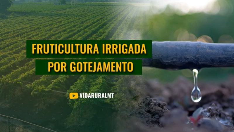 TECNOLOGIAS QUE QUANTIFICAM A EVAPOTRANSPIRAÇÃO VEGETAL