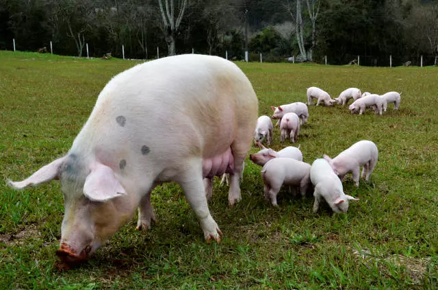 ARTIGO TÉCNICO  ][ Enzimas em rações para suínos como estratégia para melhorar a digestibilidade e reduzir a excreção de nutrientes