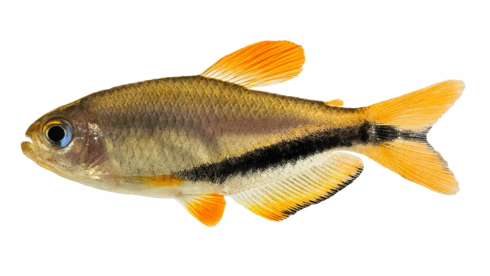 BIODIVERSIDADE ][ Lambari laranja e preto encontrado no MT representa linhagem isolada há milhões de anos