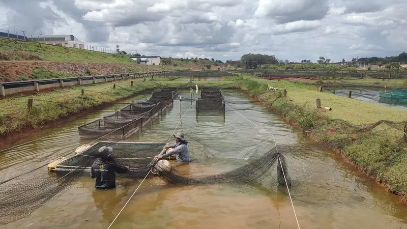 AQUICULTURA ][ Produção de tilápia cresce 4% e movimenta R$ 494 mi em São Paulo