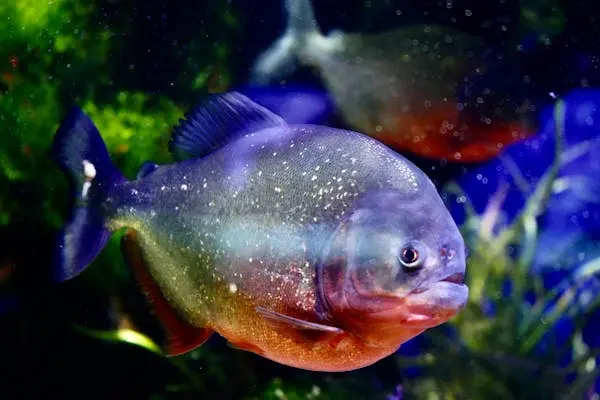 CIÊNCIA ][ Projeto internacional quer salvar peixes da Amazônia