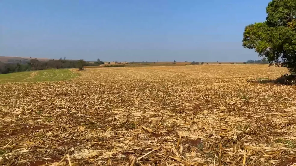 Produtores se preparam para início do plantio da soja