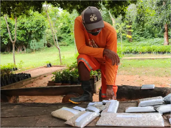 Crato recebe novas doações de sementes nativas da caatinga para produção de mudas no Viveiro Municipal