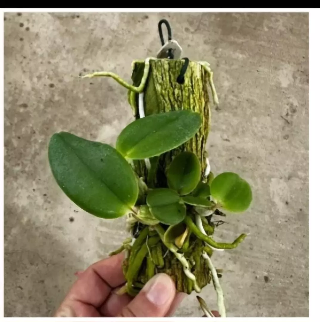 Imagem Segundaria do Produto