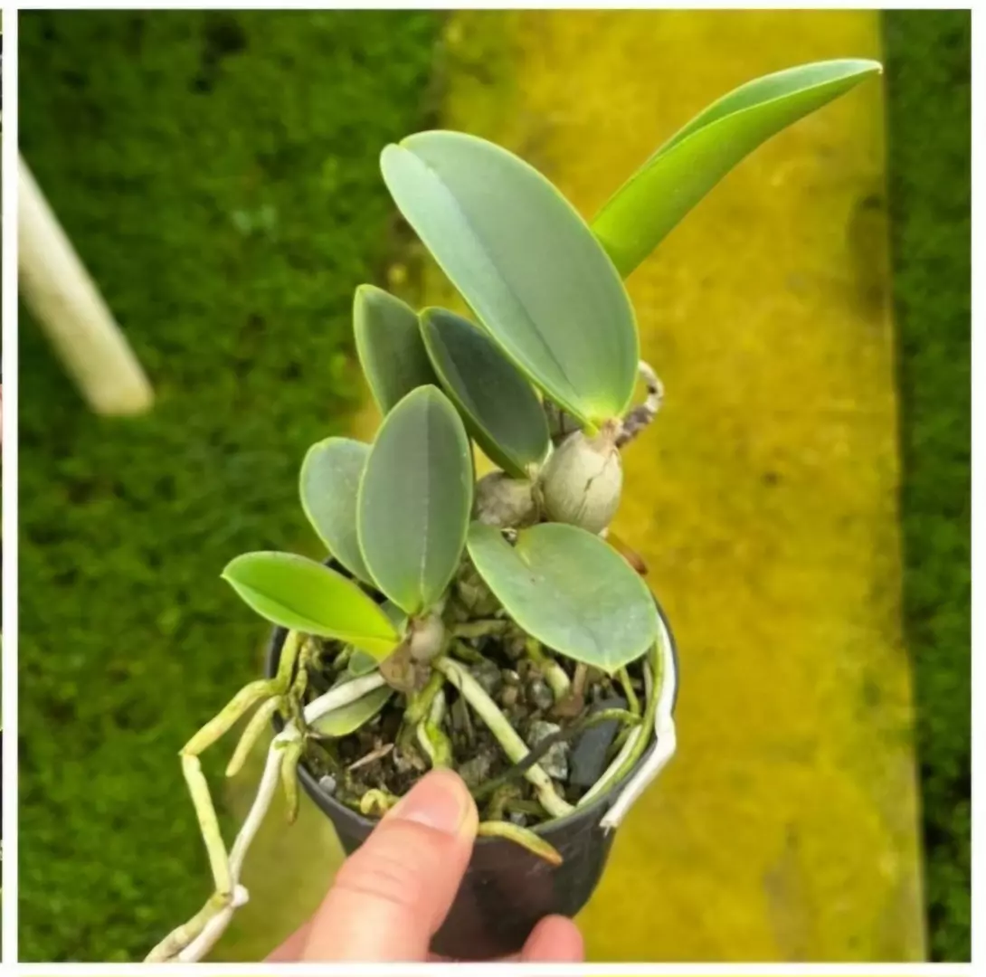 Imagem Segundaria do Produto