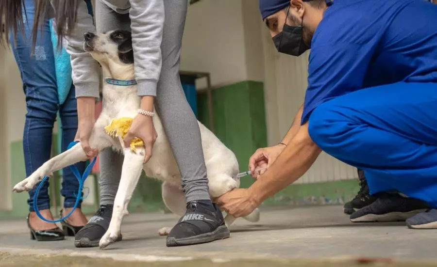 Moreira César terá vacinação gratuita para cães e gatos neste sábado