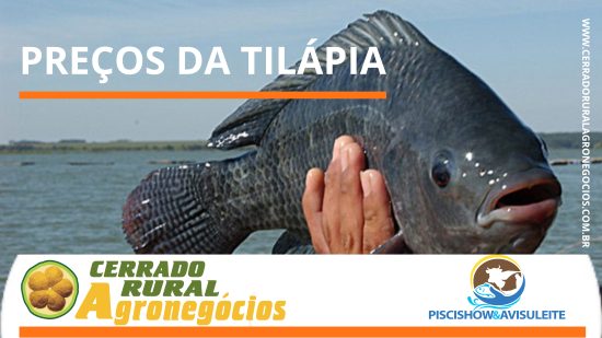 PREÇOS DA TILÁPIA -  Semana com preços melhores em quatro regiões e leve queda em uma delas