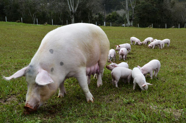 ARTIGO TÉCNICO  ][ Enzimas em rações para suínos como estratégia para melhorar a digestibilidade e reduzir a excreção de nutrientes