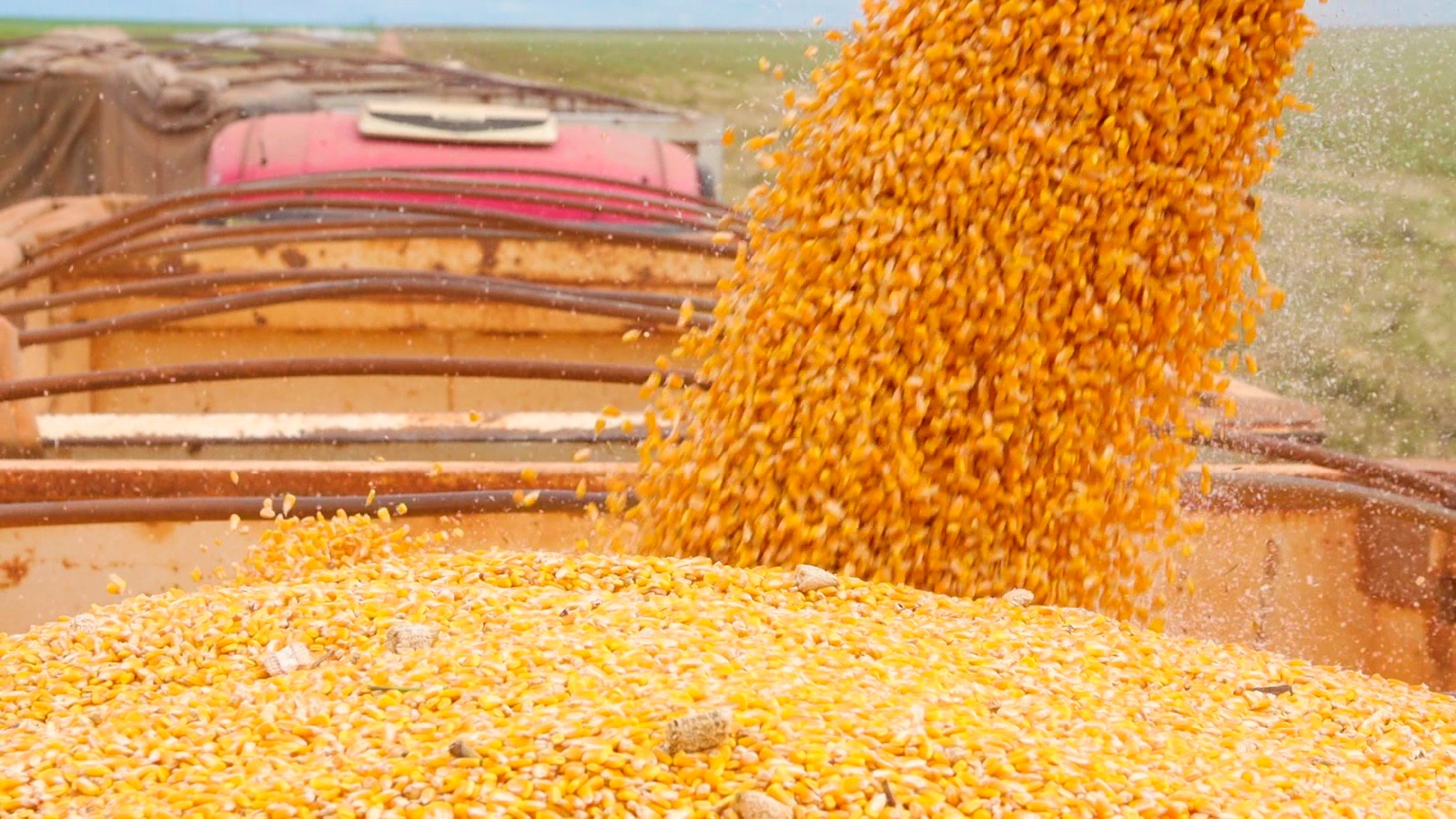 MILHO NO CERRADO BAIANO ][  Safra 2024/25 surpreende com alta produtividade e perspectivas positivas