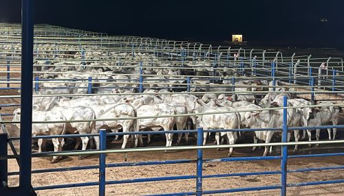 PECUÁRIA ][ Circuito Nelore de Qualidade 2025 avalia 769 animais e premia produtores em Colíder (MT)