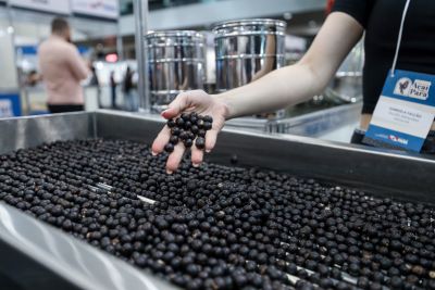 AGRONEGÓCIO AMAZÔNICO ][ Produção de açaí cresce 68% e exige ação coordenada para sustentabilidade