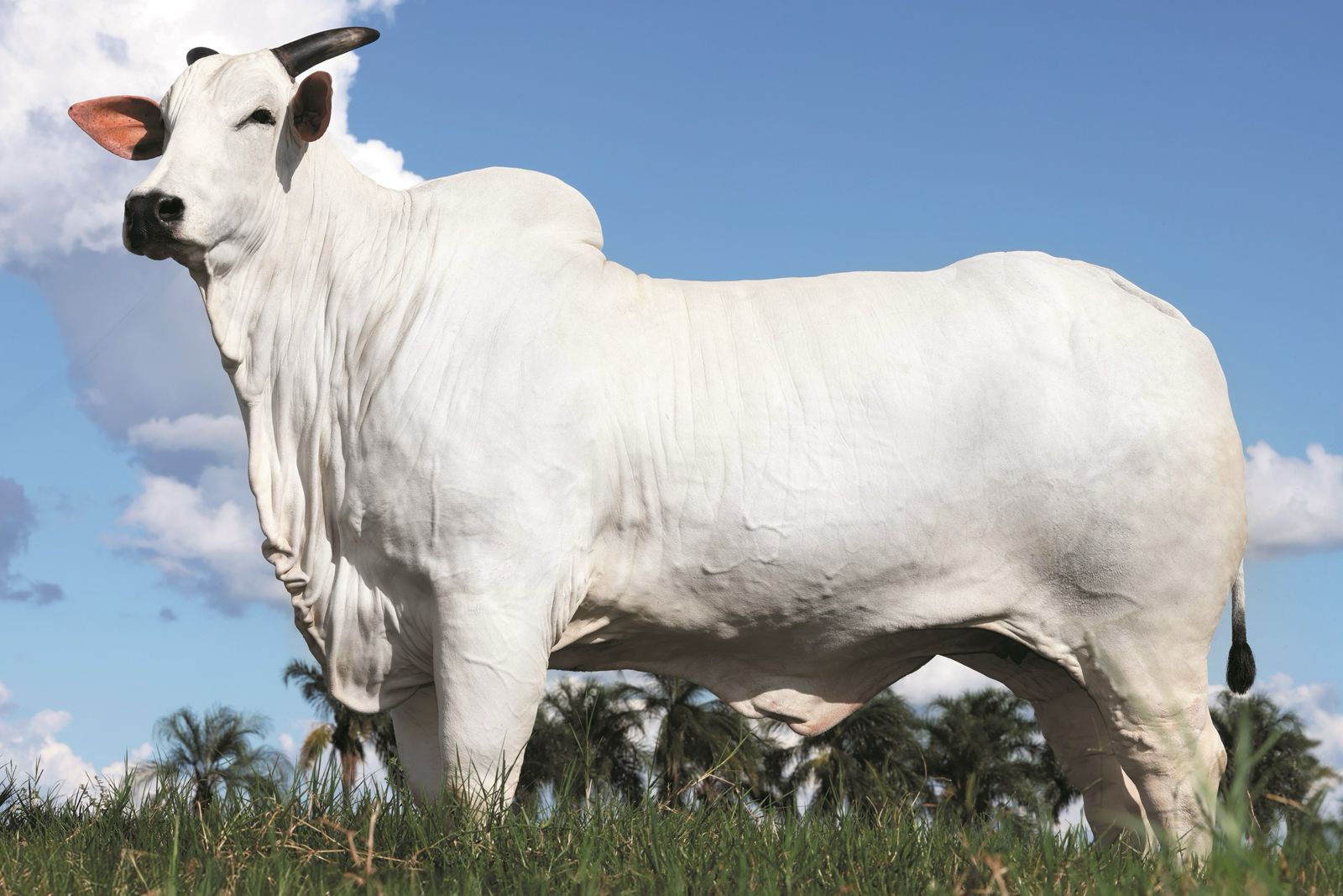 PECUÁRIA DE ELITE ][ Nelore Donna FIV CIAV se torna a vaca mais cara do mundo: R$ 54 milhões
