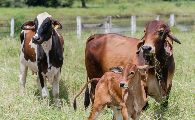 DEFESA AGROPECUÁRIA ][ Adapec alerta: prazo final para declaração de rebanho vai até 30/11