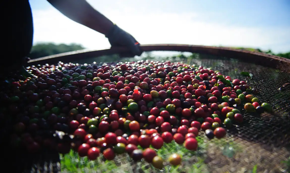 AGRONEGÓCIO DO CAFÉ ][ Brasil projeta safra recorde de café em 2026