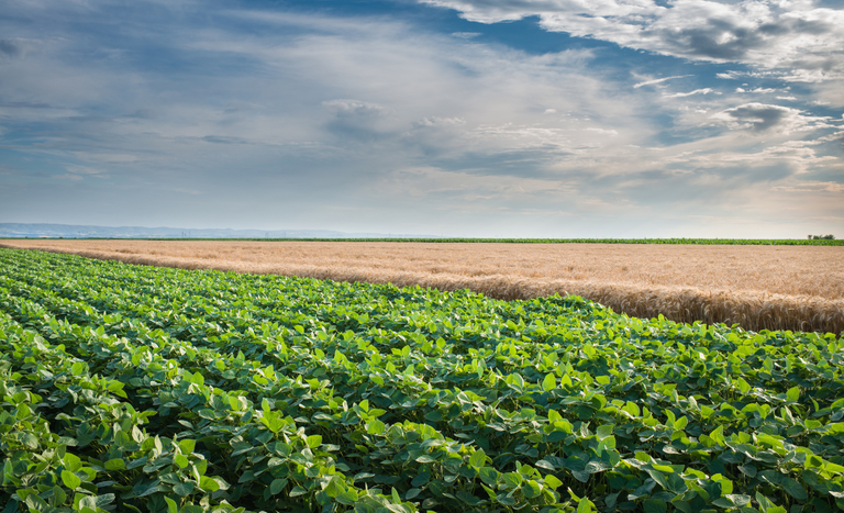 CRÉDITO RURAL ][ LCAs lideram financiamento privado do agro com R$ 589 bilhões