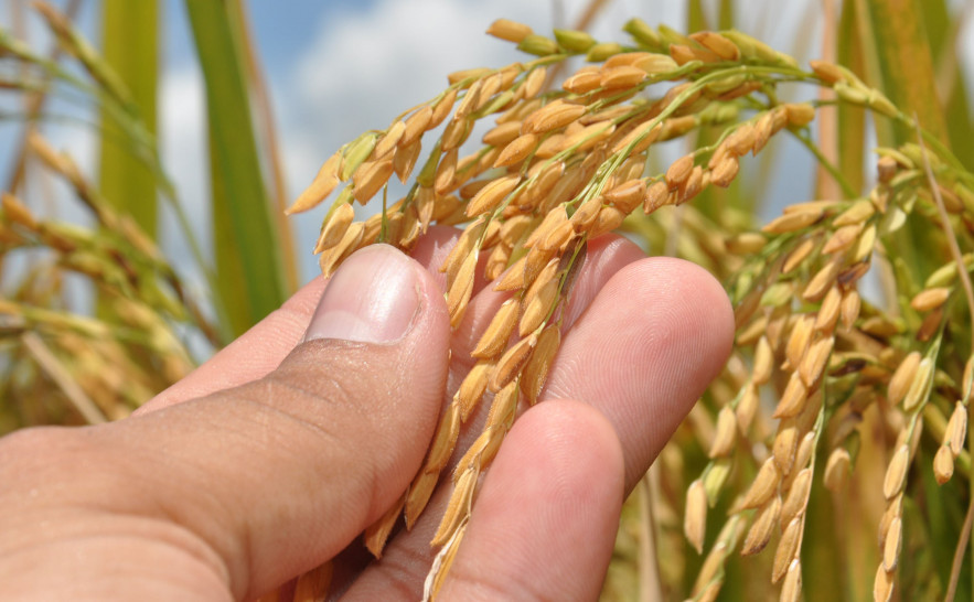 TOCANTINS ][ Estado se consolida como potência e nova fronteira do agro