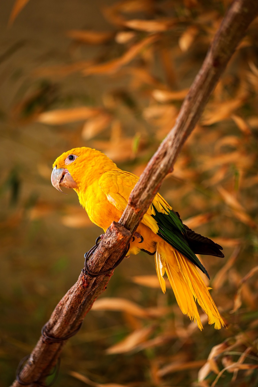 Zoológico de Brasília inaugura primeiro recinto de imersão com 15 espécies de aves brasileiras